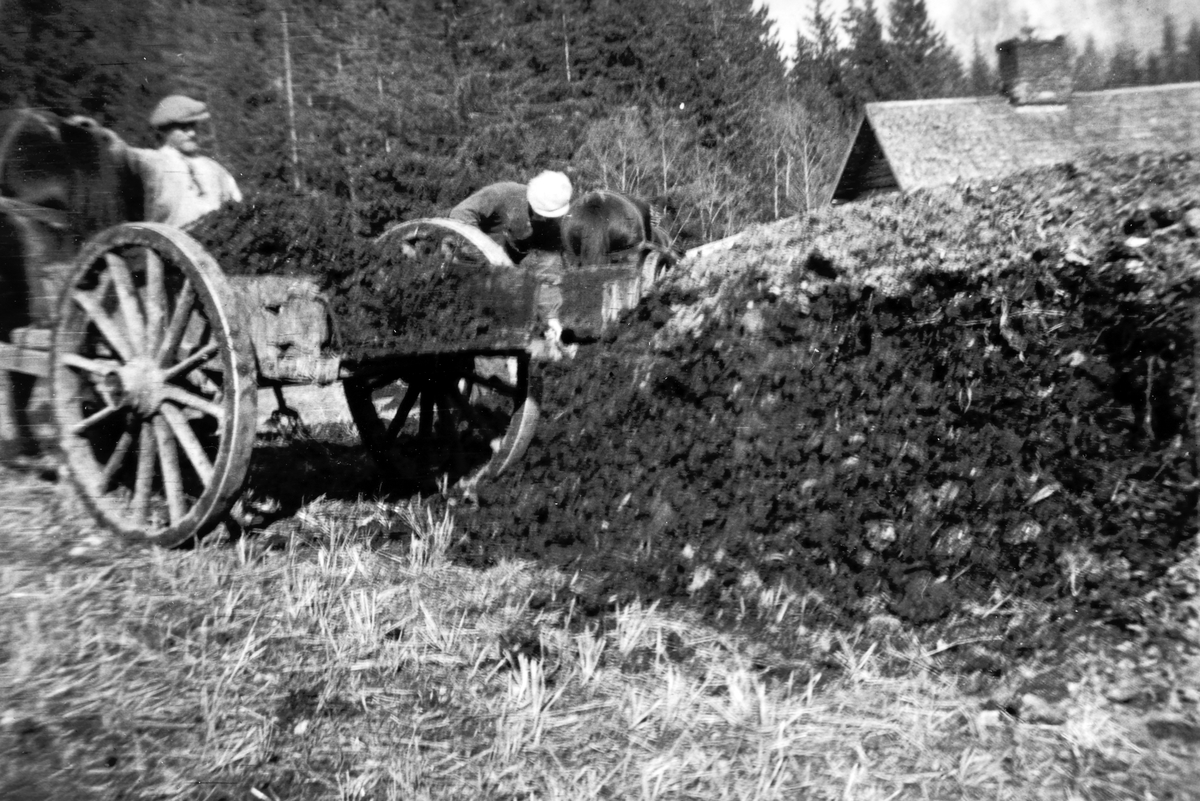 Utkjøring av gjødsel på Lille Blystad i 1930-åra. Gjødsla ble kjørt ut fra møkk-kjelleren om vinteren. Utpå vårsida ble den lesset opp i stutt-kjærre og tippet lass for lass. Stutt-kjærrhaugene ble kastet ut med greip. Peder Jensen ser på mens Eivind Olsen lesser. Våronn. 