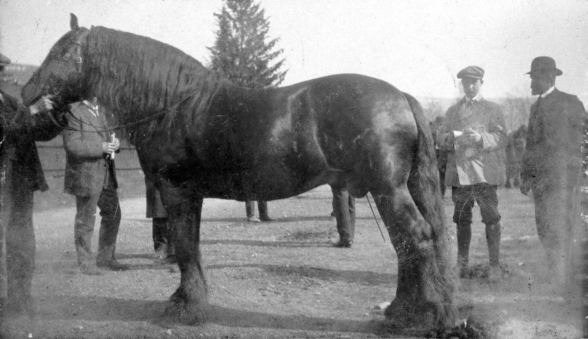 Hingst fra vestre Blystad stilt på utstilling på Lillehammer i 1916. Hesteutstilling. 