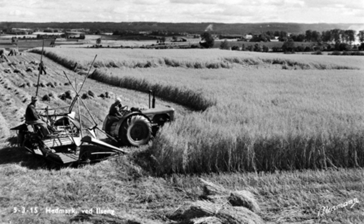 Postkort, Stange, Ilseng, Arneberg nordre, skuronn, innhøsting med selvbinder bak traktor, Lorentz Andersen sitter på sjøbinderen og Alf Nævra kjører traktoren,