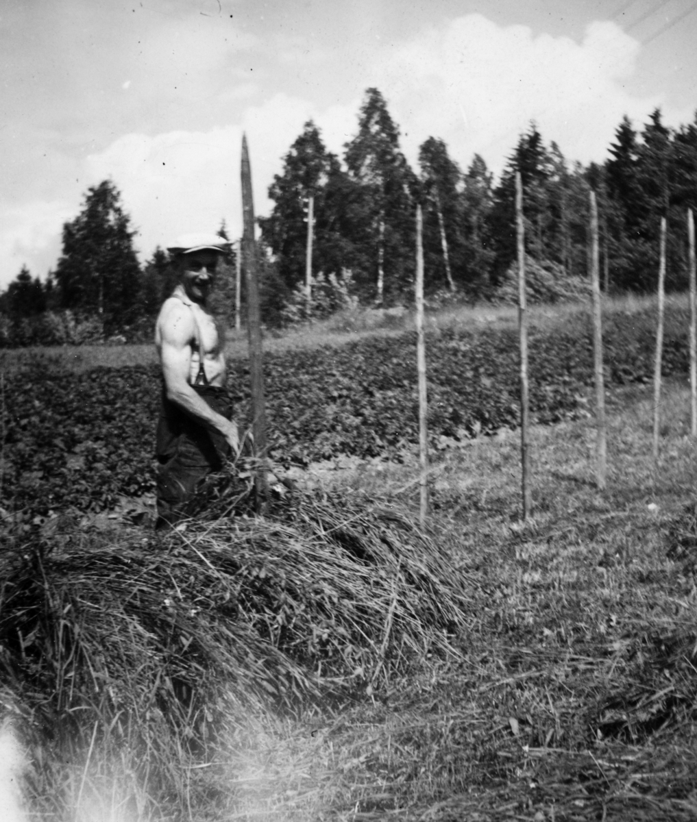 Oskar Bruun hesjer høy i Bruengen, Espa. Slåttonn