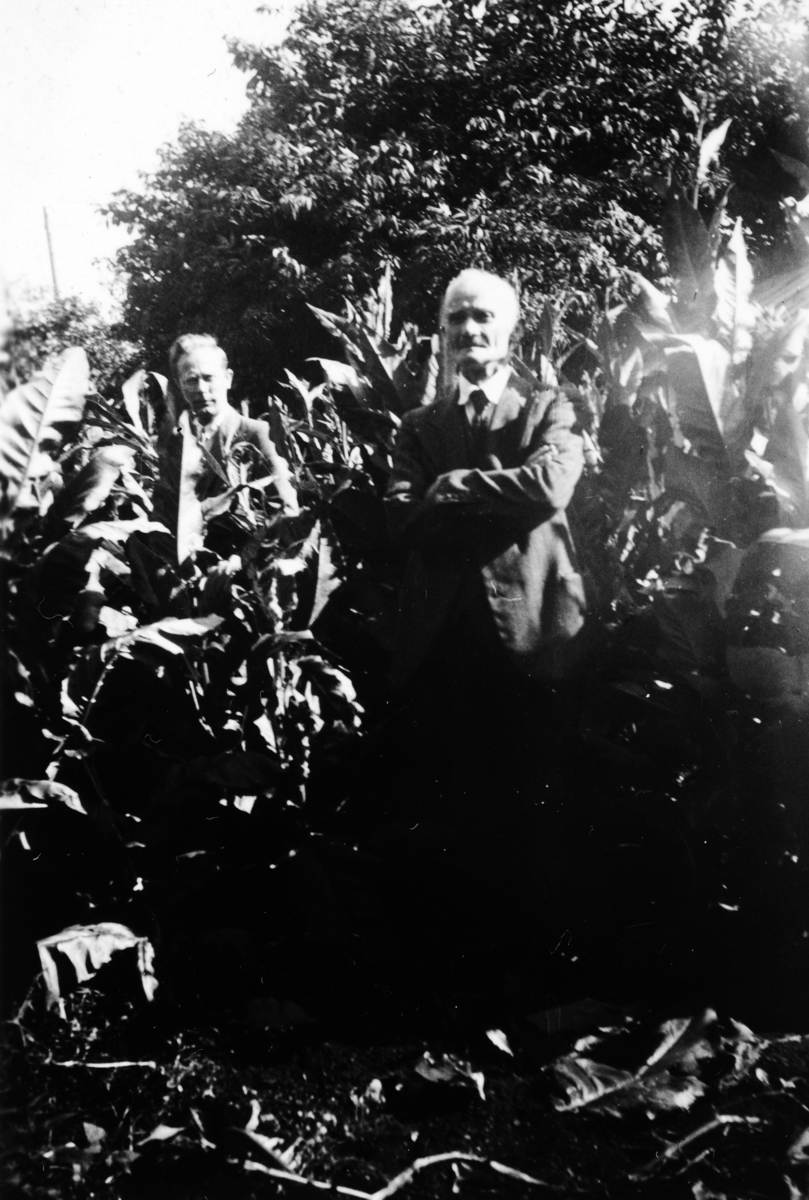 Tune i Kongsvegen i Stange. 1940-1945. Dyrking av tobakksplanter under krigen. 