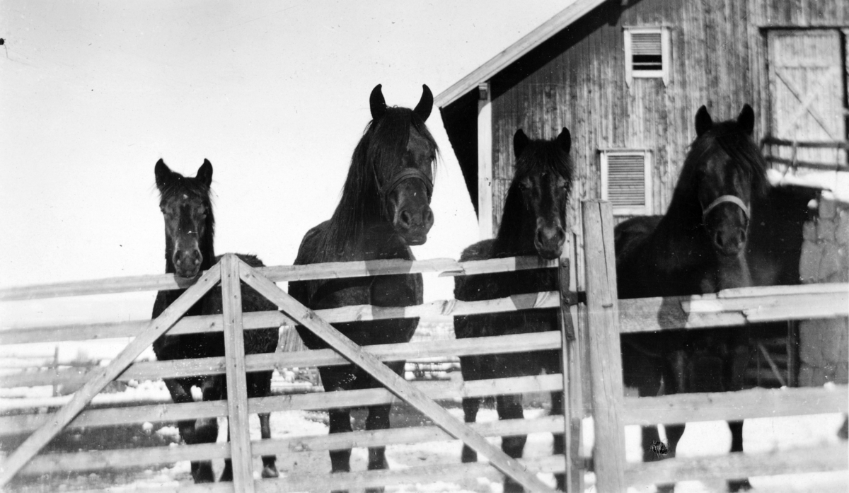 Bryhni nordre, hester i innhengning, ca. 1915. 