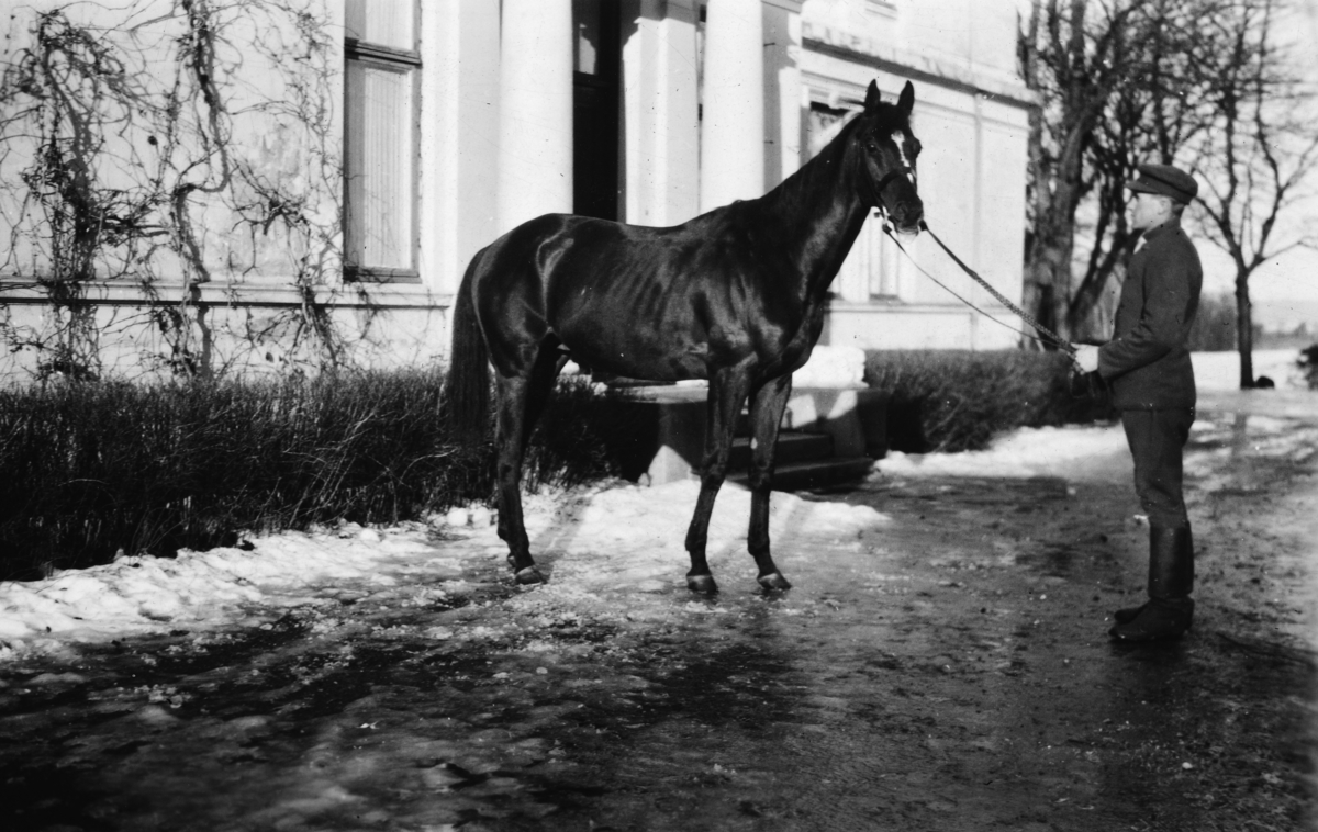Mann holder hesten (????), en fullblods hingst, uten for Atlungstad gård. 