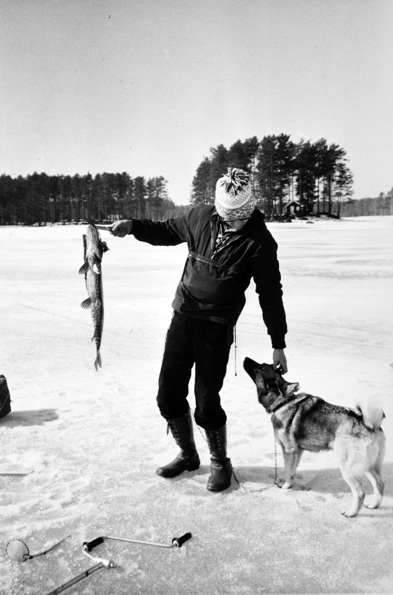 Gjeddefiske på Gjetholmsjøen i Romedal Almenning. Helge Rønningsbakken med gjedde på 3 kg. Isfiske. 