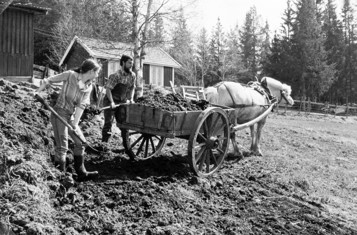 Fossengen nordre i Vallset. Møkjøring, gjødselkjøring, våren 1978. Eli og Oddmund Rønningsbakken måker i stuttkjerra. Våronn. Hestekjøretøy. 