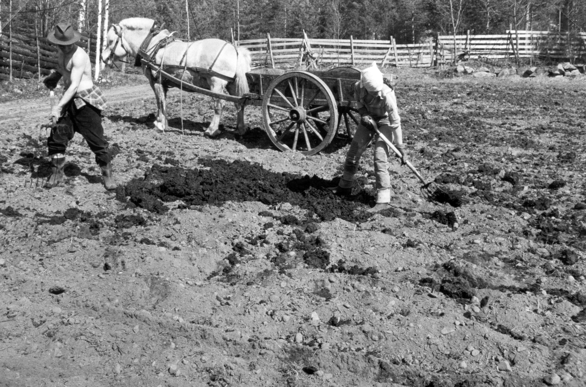 Fossengen nordre i Vallset. Møkkjøring, gjødselkjøring, våren 1978. Paul Denais og Eli Rønningsbakken sprer møkk på potetlandet med greip. Våronn. Hestekjøretøy. Fjording. 
