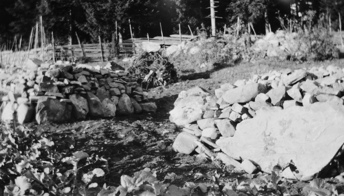 Torødegården, Tangen. Nybrott, nyrydding, steinrøyser. 1940-1945. 