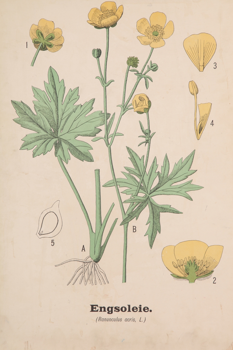Engsolei
