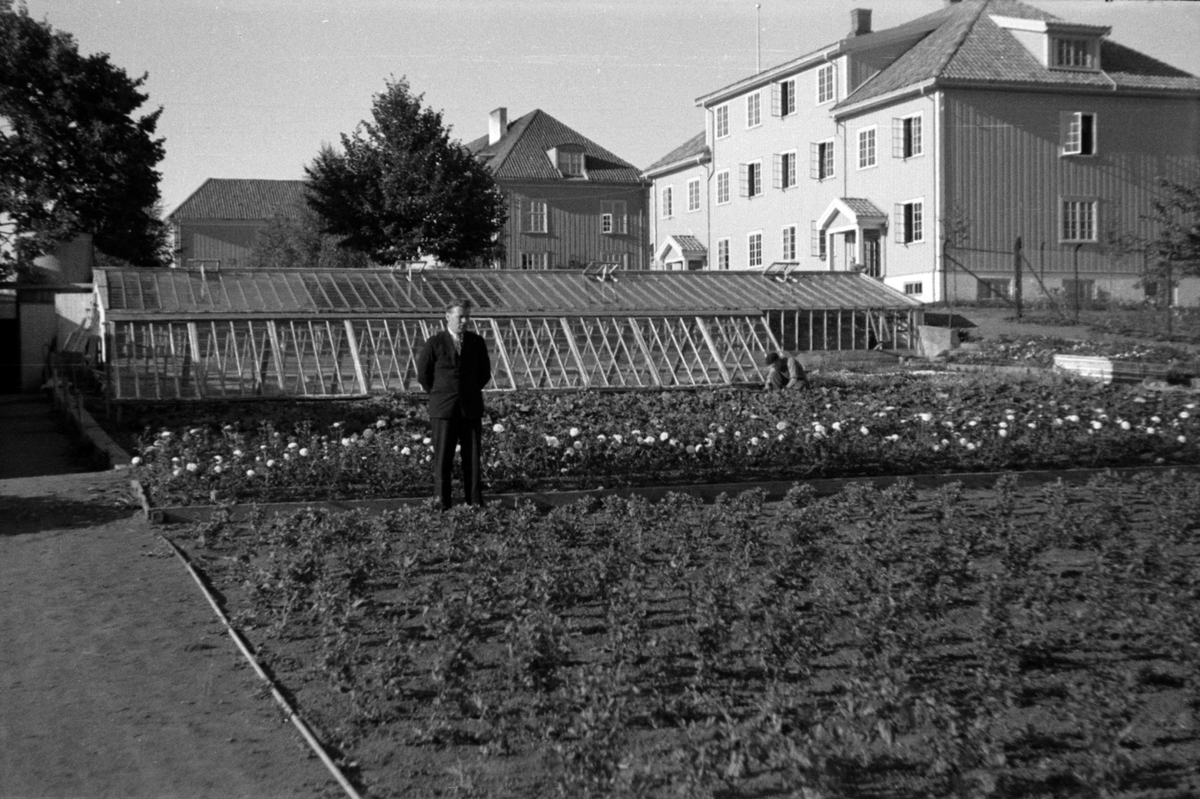 Adolf Skjegstad, drivhus, gartneri, ukjent sted.