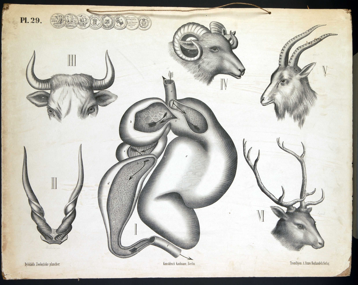 Pattedyr, drøvtyggere; antilope, okse, geit, hjort, sau/får.