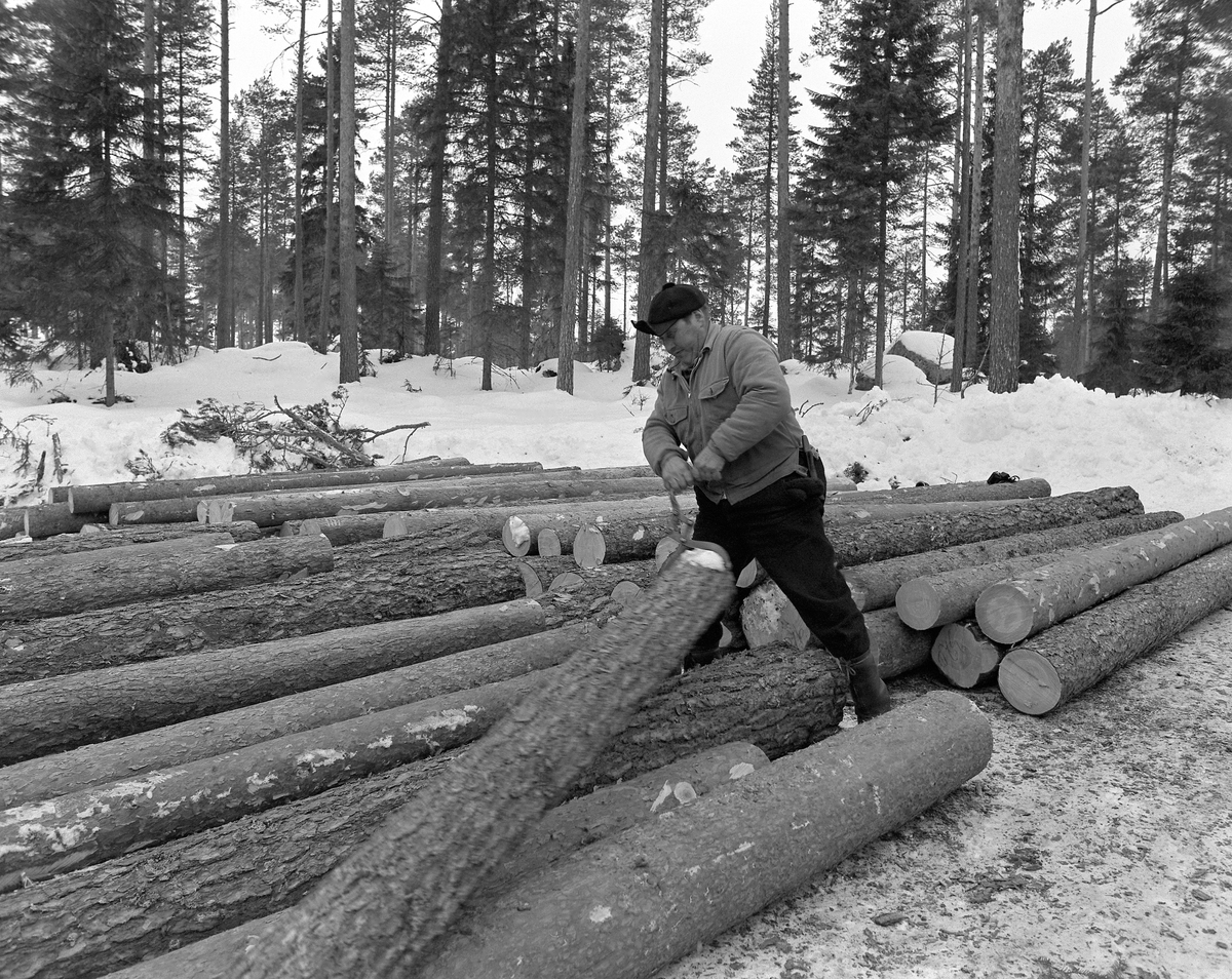 Tømmerkjøring, med hest, "Trollheimen" i Løten Almenning, hestekar Paul Nordvold. Skogsarbeid, tømmerhogst, hesteredskap, bukk og geit.