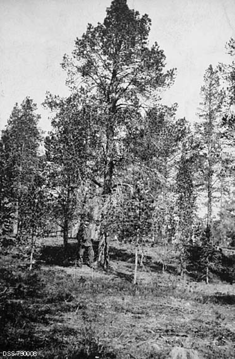 Furuskog i sørhelling på Bossekopmoen i Alta, fotografert sommeren 1906.  I en kommentar til dette motivet på kartotekkortet fra den statlige skogadministrasjonen har man poengtert at skogen her hadde god reproduksjonsevne, ei vurdering som antakelig var basert på ei sammenlikning med annen skog.  Furutrærne i forgrunnen er fleraldrete.  Under den største furua på fotografiet sto det en dresskledd mann, antakelig en skogfunksjonær.  Alta inngikk i Vest-Finnmark skogforvaltning, og der var det Paul Sandbu (1878-1963) som var skogforvalter på det tidspunktet da dette fotografiet ble tatt.  På grunn av avstanden fra fotografen er det vanskelig å si sikkert hvem mannen på bildet er, men han kan minne om Sandbu, som var skogforvalter i denne regionen fra 1903 til 1918.