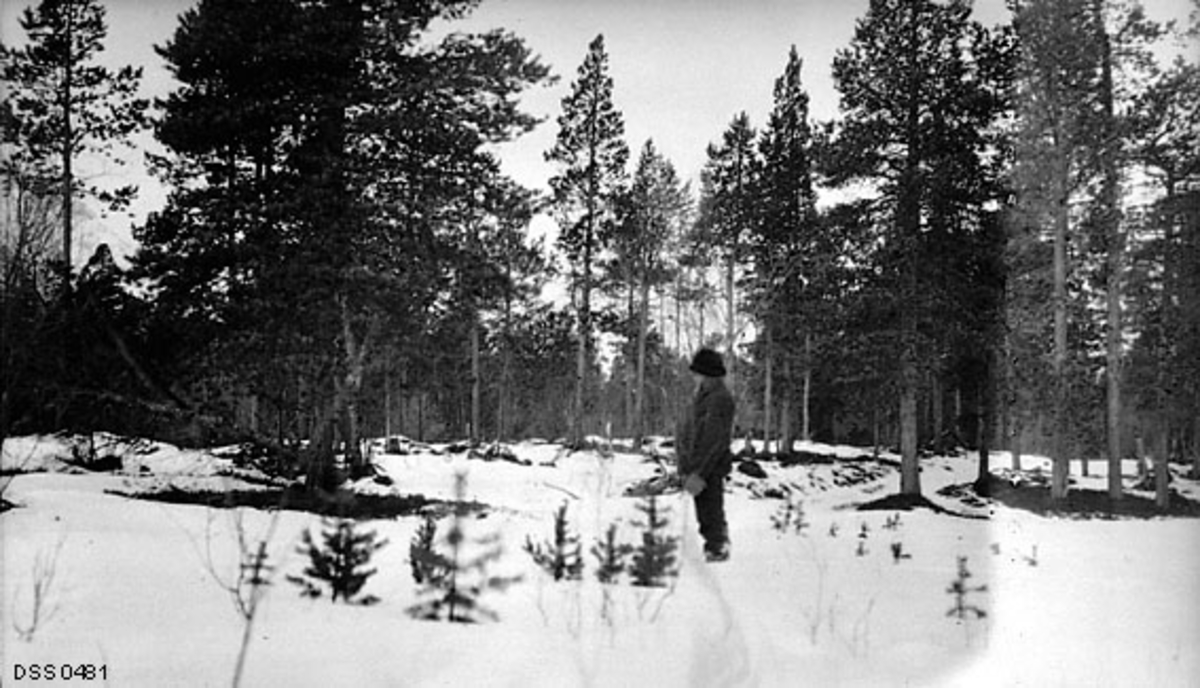 naturlig gjenvekst, furu, skogvokter, vinter