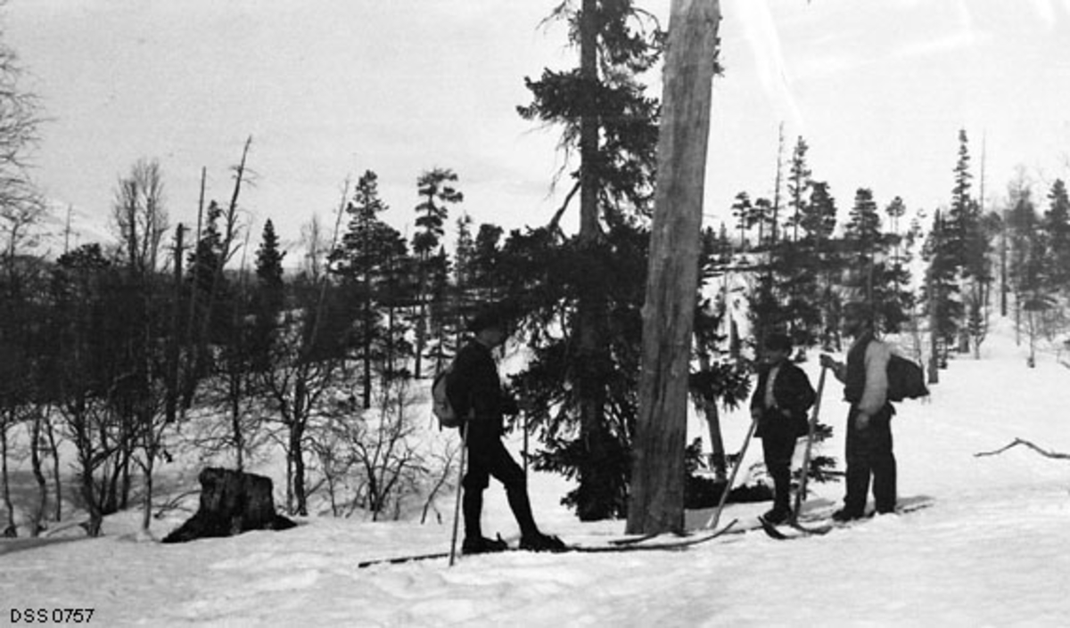 Fjellskog i Rødvassdalen i Mo.  Tre skigående menn står ved en tørr stamme.  To av mennene går med en stav, den tredje har to.  I bakgrunnen spredt skog med bjørk, gran og furu. 