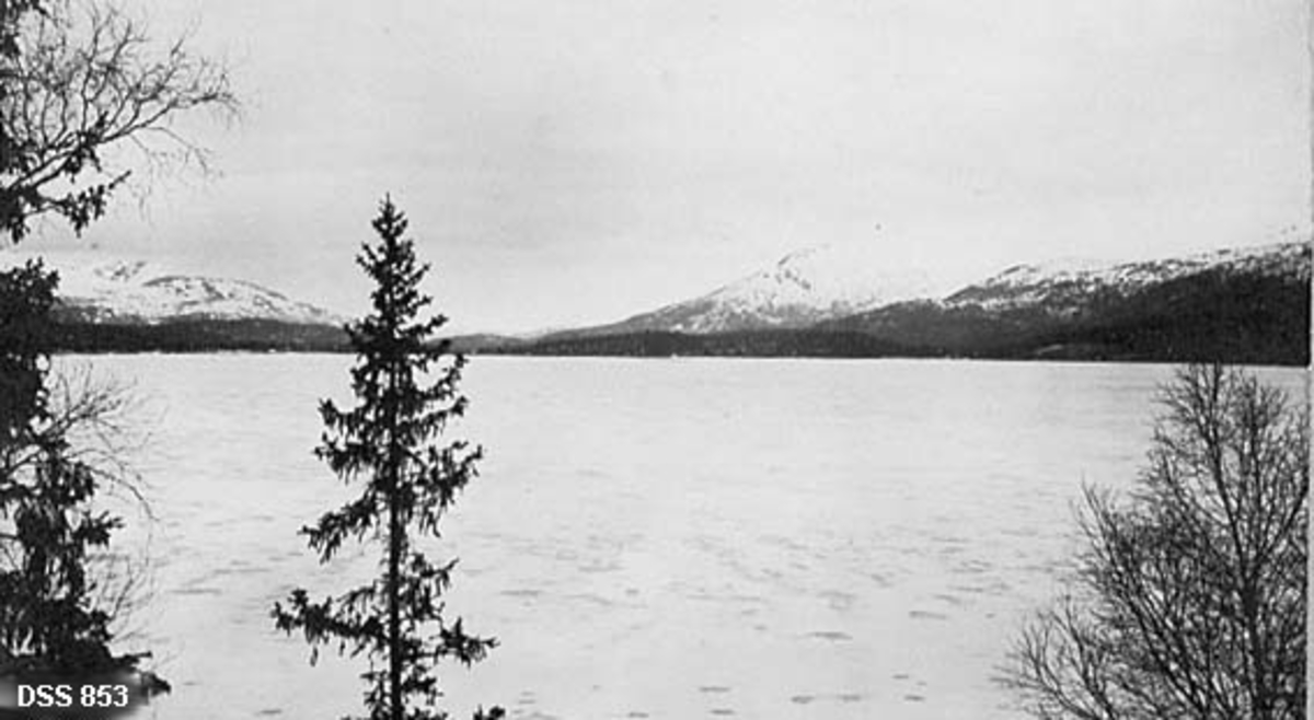 Utsikt over et is- og snødekt Store Svenningvatn i Grane kommune på Helgeland.  I forgrunnen ses toppene av gran- og bjørketrær. På motsatt side av vatnet skimtes et belte av barskog nærmest strendende med snødekte snaufjell i bakgrunnen.