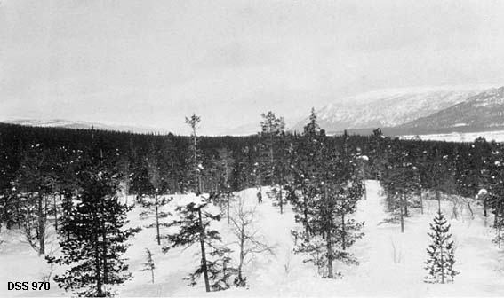 Vinterlandskap i Nedre Korgen statsskoger.  Fotografiet er tatt ned mot en bakkekam der det vokser skrinn furuskog ispedd enkelte bjørketrær. Nedenfor ligger det et belte forholdsvis tett barskog.  I bakgrunnen til høyre skimtes ei åpen flate, muligens landbruksareal, med markante åsrygger bak.  Om lag midt i bildet skimtes en skiløper. 