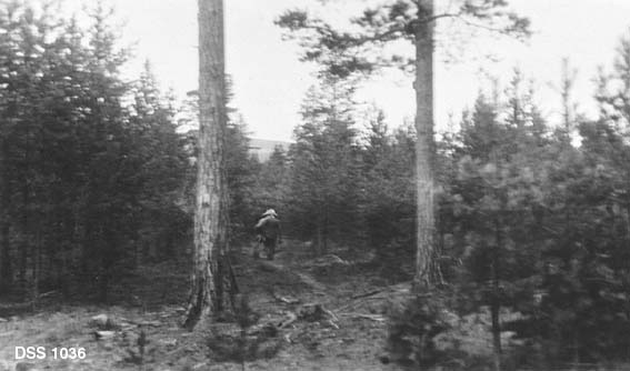 Furubestand på Kjeggmoen i Saltdal statsskog.  I forgrunnen et par digre, gamle furustammer, bakenfor tett naturlig tilvekst av ungfuru. En mann går innover i en åpning i bestandet. 