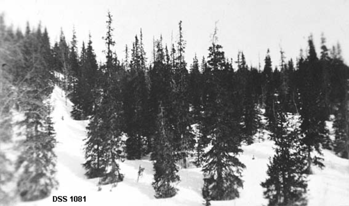 Vinterbilde fra fjellskog med gran som dominerende treslag.  Fotografiet er fra et område ved Røssvassholmen, der skogen hadde vært spart for de ellers harde hogstene «Ængelskbruket» -  The north of Europe Land and Mining co. limited.  Dermed framsto skogen her med et visst urskogpreg,  Dette var bakgrunnen for at regionale skogfunksjonærer i samråd med skogdirektør Ielstrup og Naturfredningsforeningen i 1928 fikk fredet for hogst og jakt under betegnelsen «nasjonalpark».  Fotografiet er tatt mot ei snødekt slette med gamle, til dels høye graner i forholdsvis spredt bestand uten nevneverdig tilvekst av ungskog. 

I 1920-åra skilte man mellom «nasjonalpark» og «naturpark».  Sistnevnte betegnelse ble brukt om områder der alle menneskelige inngrep, som dyrking, husdyrbeite, bergverksdrift eller kraftutbygging, var forbudt.  I nasjonalparkene var ikke verneregimet like altomfattende og absolutt.  «Her gjelder det ofte å bevare enkeltforekomster eller partier av landskapelig skjønnhet», konstaterete Landsforeningen for naturfredning i Norge, som var en forløper for Norges naturvernforbund.  De 246 dekarene med urskogliknende vegetasjon på Røssvassholmen tilhørte altså sistnevnte kategori.  Følgende fredningsbestmmelser (med 1920-tallets ortografi) gjaldt:

«Innen det frede område er der fastsatt følgende fredningsbestemmelser:

1) Planter må ikke rykkes op med rot eller trer ikke feldes eller beskadiges.
2) Dyr må ikke drepes, skades, fanges eller forstyrres.
3) Reder, hi, egg og unger må ikke rives eller ødelegges.
4) Skudd må ikke løsnes.
5) Varme må ikke gjøres op.

Fredningen skal ikke være til hinder for at hevdvunnen kreaturbeitning finner sted.  Skogvokteren som bor like ved vil føre innseende med at fredningsbestemmelsene ikke krenkes.»

Da staten i 1900 forhandlet med det nevnte Engelskbruket om overtakelse av selskapets eiendommer i Hattfjelldalen, som med unntak av to garder omfattet hele bygda, ønsket selgerne å holde unna Røssvassholmen, der de hadde prosjektert et stutteri.  Ettersom dette var ett av de få stedene i denne bygda der det fortsatt fantes eldre, hogstmoden granskog, var det maktpåliggende for staten at handelen også skulle omfatte Røsvassholmen, slik at hattfjelldølene fortsatt kunne finne materialer til husbruk lokalt.  Dette førte øyensynlig ikke til at all skogen også på Røssvassholmen ble hogd.