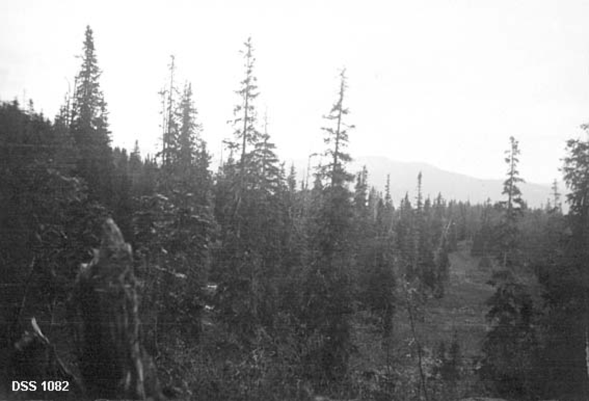 Tilsynelatende urørt barskog i et område på Røssvassholmen i Hattfjelldal på Helgeland.  Det var denne skogen stedlige skogfunksjonærer i samråd med skogdirektør Ielstrup og Naturfredningsforeningen i 1924 fikk fredet for hogst og jakt under betegnelsen «nasjonalpark».  Nasjonalparkstatusen ble stadfestet av Landbruksdepartementet i 1927-28.  Fotografiet er tatt mot ei myr der det vokser gamle, høye graner i forholsvis spredt bestand.  Dette er et sommeropptak.  Fotografiet er publisert i Tidsskrift for skogbruk, nr. 3, 1955.