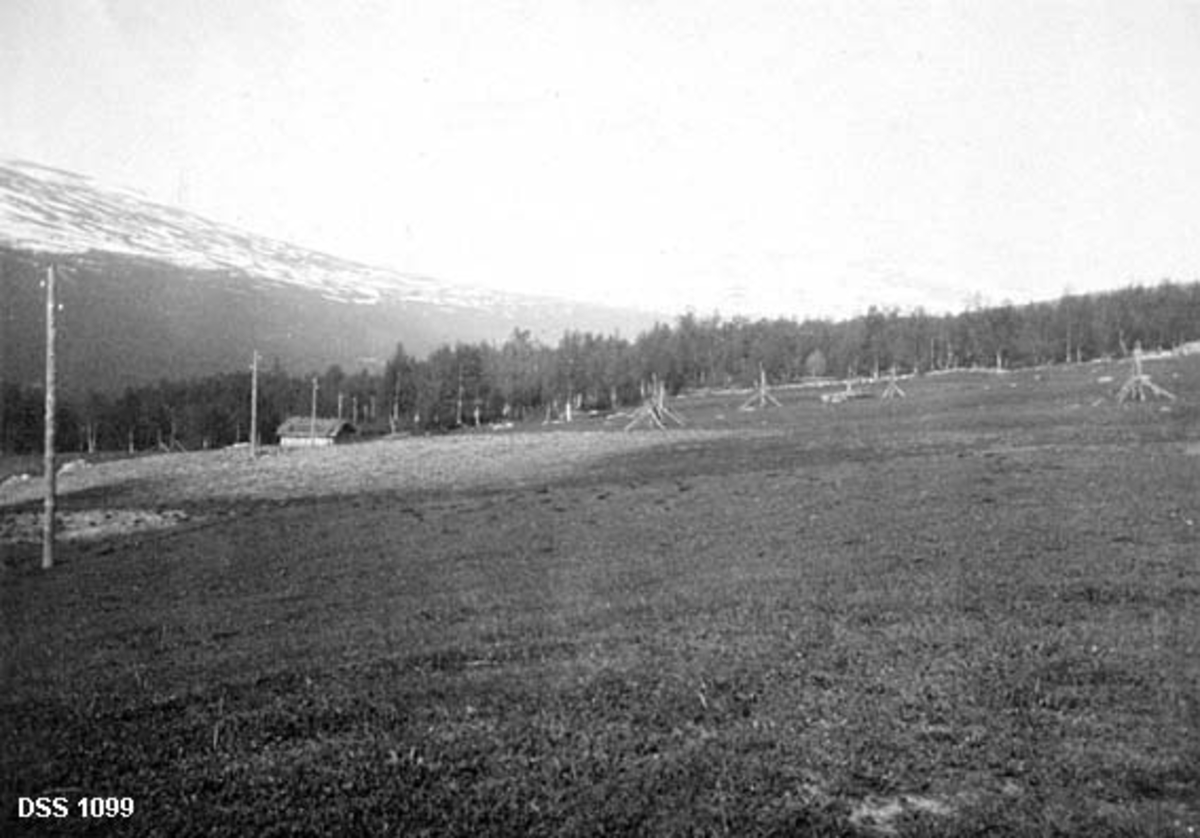 Dyrket jord i Susendalen i Hattfjelldal.  Fotografiet er tatt på et stort, svakt skrånende engareal.  På den bortre delen av enga skimtes en del trekonstruksjoner, antakelig staurhesjer uten høy.  Til venstre i bildet ei rekke med telegrafstolper som passerer ei lita bu.  Bakenfor engarealet er det ei rand med skog. 

Dette fotografiet er tatt snaut 30 år etter at den norske stat kjøpte de eiendommene «The North of Europe Land and Mining Co. Ltd.» hadde hatt i Hattfjelldal.  Med unntak av to gardsbruk omfattet transaksjonen hele kommunen.  I forbindelse med dette statlige eiendomskjøpet ble det foretatt en analyse av jord- og skogbruket i området.  Når det gjaldt jordbruket fastslo en kompetent befaringskomité at Hattfjelldal hadde bedre jordsmonnen enn noen annen kommune i regionen.  Dette kom til uttrykk blant annet ved et stort artsmangfold av grasarter og bladplanter på slåttengene, som stadig bar gode avlinger til tross for at de knapt ble gjødslet.  Hovedproblemet for hattfjelldalsjordbruket var klimaet, med lange vintrer og hyppig nattefrost på ettersommeren, noe som gjorde korn- og potetproduksjon til et utilrådlig sjansespill.  Et annet problem var driftsmåtene.  Hattfjelldølenes husdyrbruk omkring 1900 var i stor utstrekning basert på høsting av utmarksslåtter - ikke på engdyrking.  På dette tidspunktet hadde kommunen 102 gardsbruk med en besetning på 113 hester, 9746 storfe og 1 416 småfe.  Ved moderne engdyrking mente ekspertene at store strekninger kunne omdannes til frodige grasarealer, og at det nevnte husdyrholdet kunne flerdobles.  Arealet i forgrunnen på dette fotografiet må sies å være et eksempel på at ambisjonene om engdyrking i hvert fall stedvis ble innfridd.