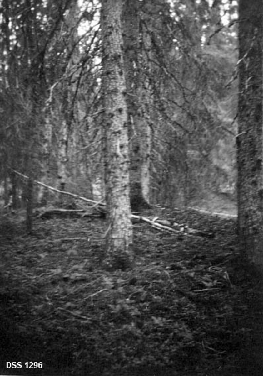 Granskog på «Gammeljorden» i Hattfjelldal.  Granbestand med forholdsvis grove trær.  Fotografiet er tatt etter tynnning.