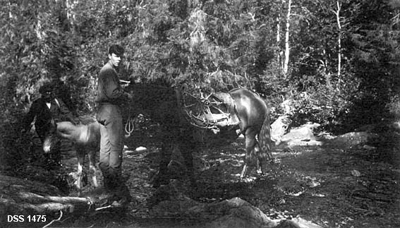 To menn med to hester i skogen.  Foran en voksen hest med kløvkorger på ryggen, i bakgrunnen en folunge.  Mennene og dyra står ved en bekk i et tett granbestand med innslag av bjørk. 