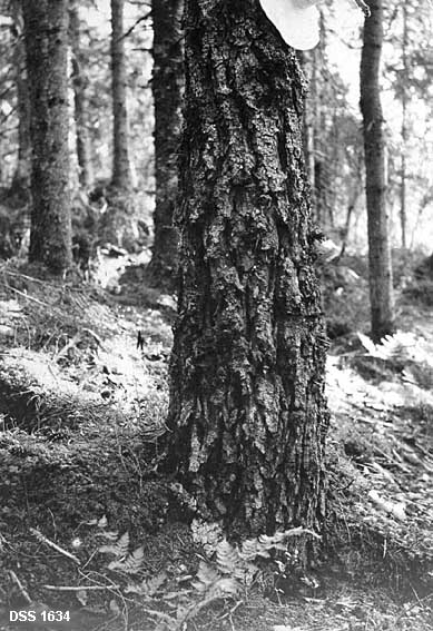 Gran med grov barkstruktur som minner om furu.  Fotografiet viser om lag en meter av den nederste delen av stammen.  Forholdsvis tett, "halvgammelt" granbestand i bakgrunnen. 