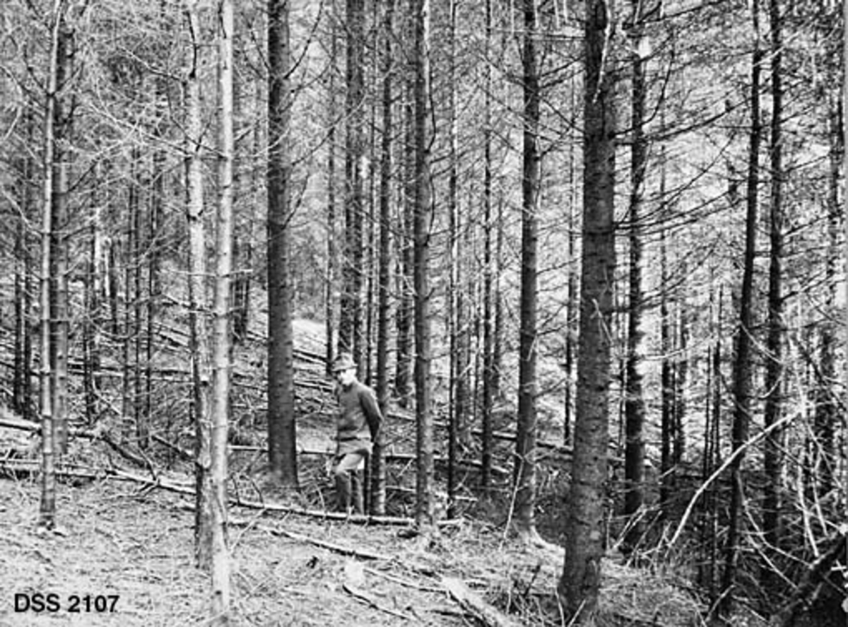 Tynningshogst i plantet granskog.  Skogen er meget tett, og har følgelig mye tørrkvist.  En del trær er felt og ligger i bestandet, som likevel fortsatt er forholdsvis tett.  Men skogfunksjonær står om lag midt i bildefeltet. 