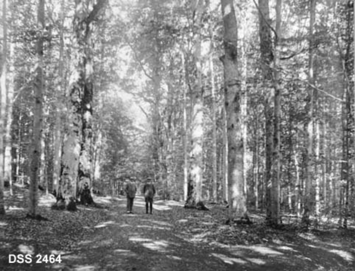 Bøkebestand ved gangveg i parken ved Jarlsberg hovedgård.  To menn går mot fotografen på vegen. 