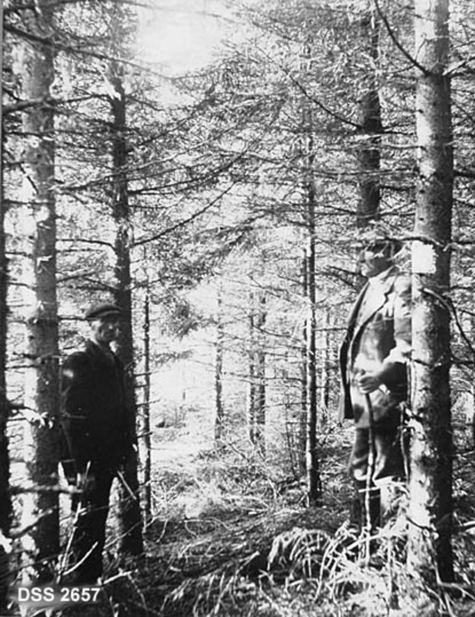 Norges eldste såkultur, granbestand i Ølken statsskog i Vestre Slidre, Valdre.  To skogfunskjonærer mellom trærne.  Store kontraster på grunn av sollys i tett skog. 