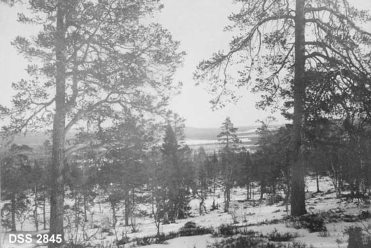 Fjellskog i forholdsvis flatt lende. Åpen skog med furu i varierende alder og størrelse, samt en del bjørk. Utsikt fra Stenåsen mot Vurusjøen i Rendalen statsallmenning. 