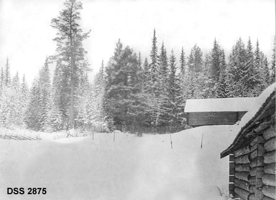 Parti fra Høgåssætra i Trysil prestegardsskog.  Bildet er tatt på en snødekt, skigardinnhegnet sætervoll.  Helt til høgre ser vi langveggen av størhuset/selet, lengre bak ligger fjøset på en bakketopp.  I bakgrunnen granskog med et par furuer i forkant. 