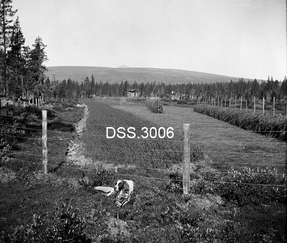 Plassen Myrstad, bygslet 1901.  Bildet viser kultivert grasvoll som er inngjerdet ved hjelp av et stolpebåret ståltrådgjerde.  Vollen er dels slått og graset tørkes i to hesjer.  Bygninger og granskog i bakgrunnen, fuglehund i forgrunnen. 