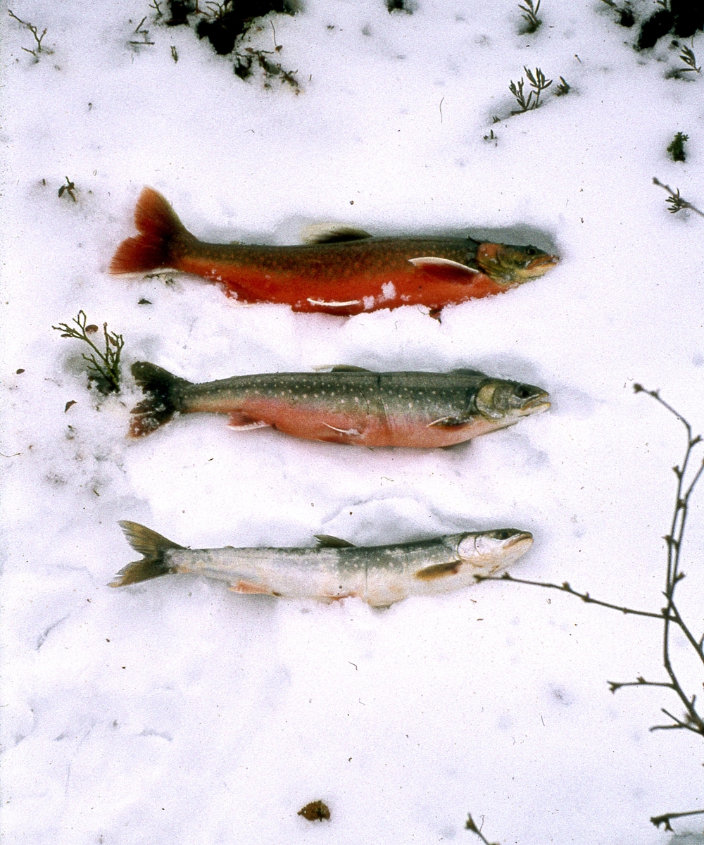 Fisk