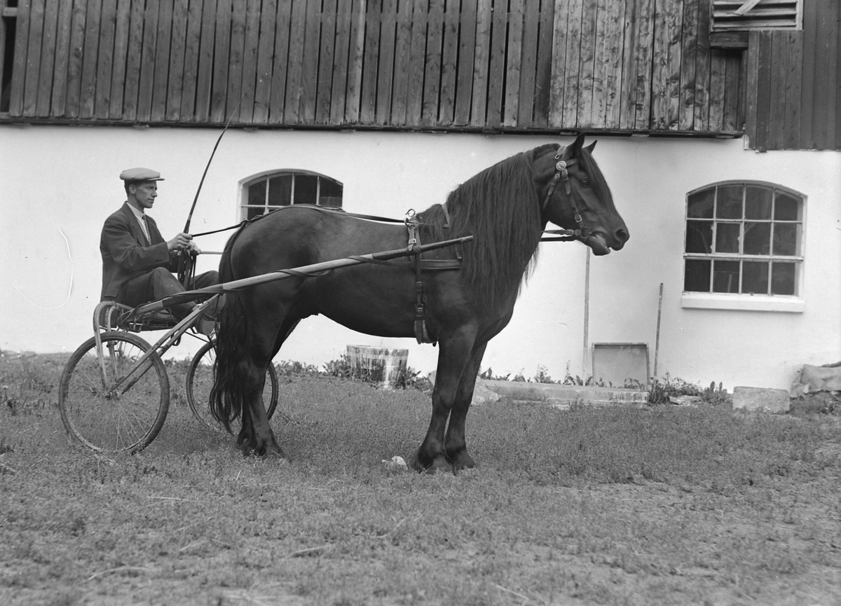 P.O. Husby med hest og sulky på Leangen