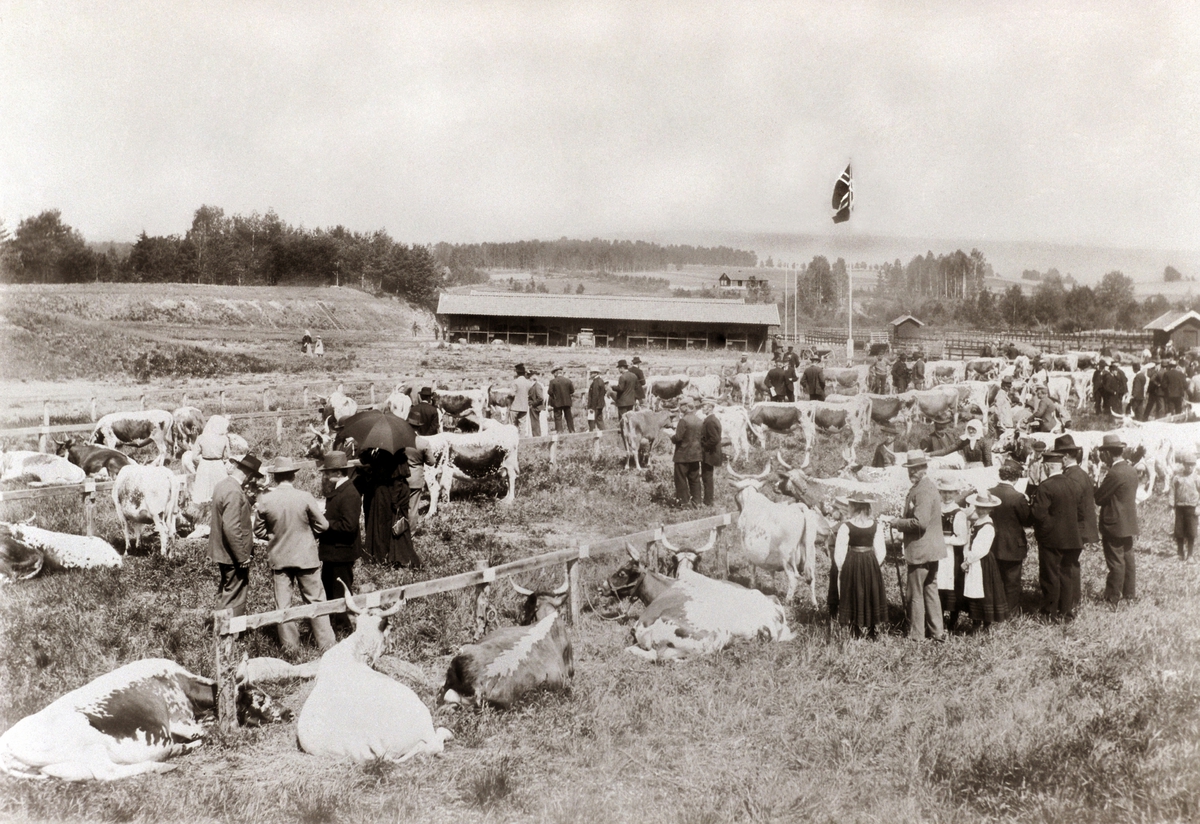 FESJÅ, UTSTILLINGSPLASSEN, HAMAR, 7-6-1901. 