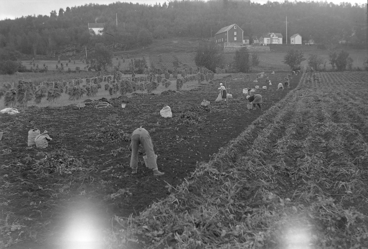 Potetopptaking på Strinda