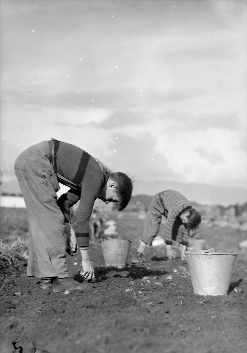 Potetopptaking på Strinda