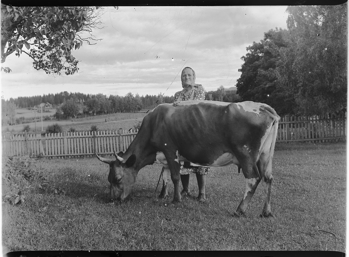 Ringsaker, Sveinhaug, Mina Framdal (1898-1977) med en kua Asta, hun var født Idiusdatter Tranby, gift med kunstmaler Even Framdal (1891-1983) i 1930,