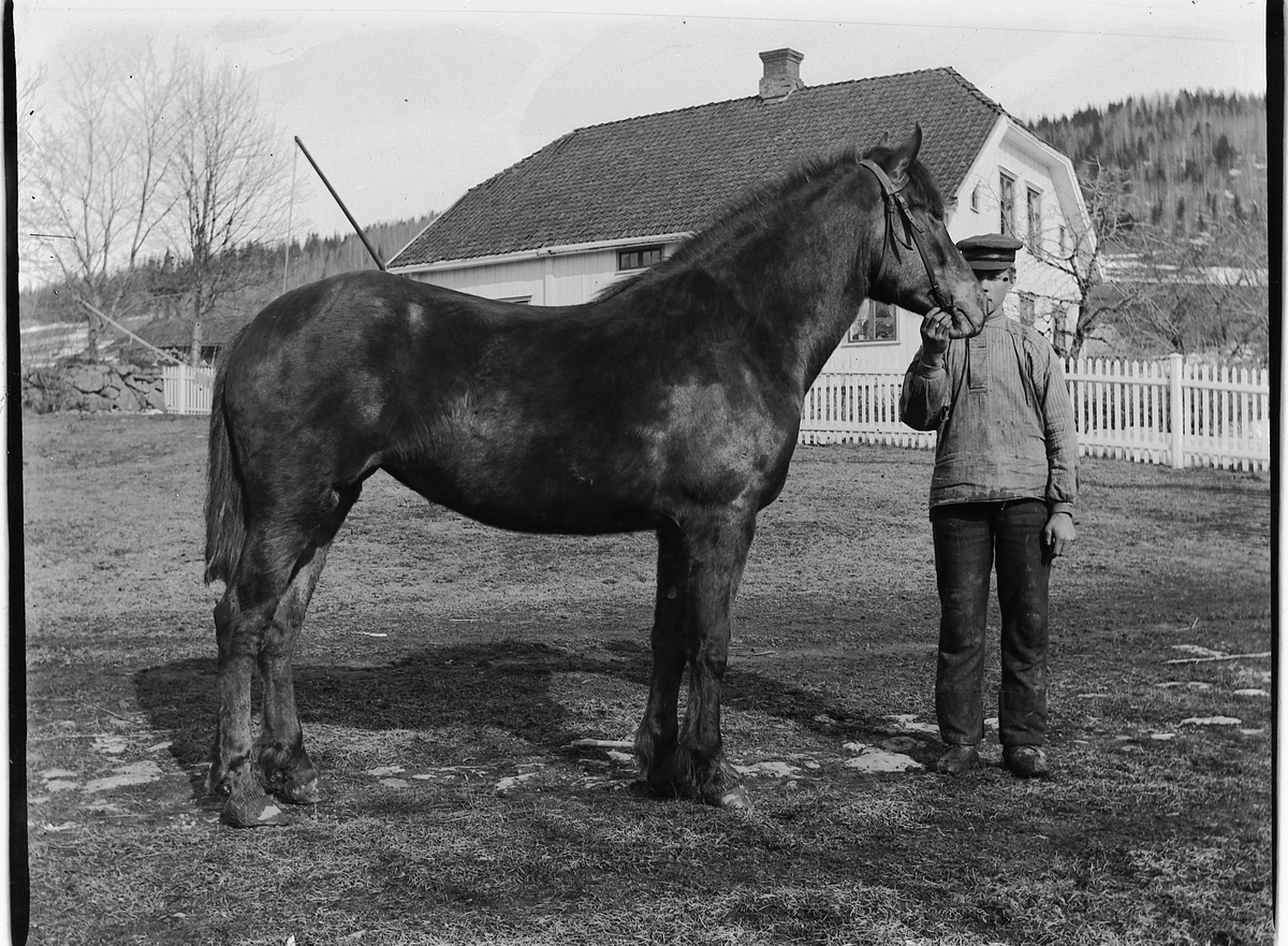 Ringsaker, Veldre Løken østre gård, stallkar med hest, antatt: Ole Mathiassen var stallkar i folketellinga i 1900.