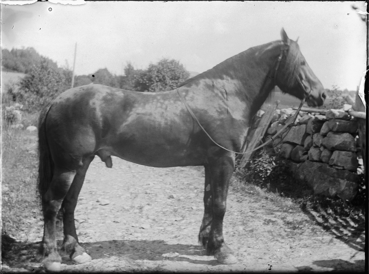 Ringsaker, Veldre, Løken østre gård, hest, hingst,