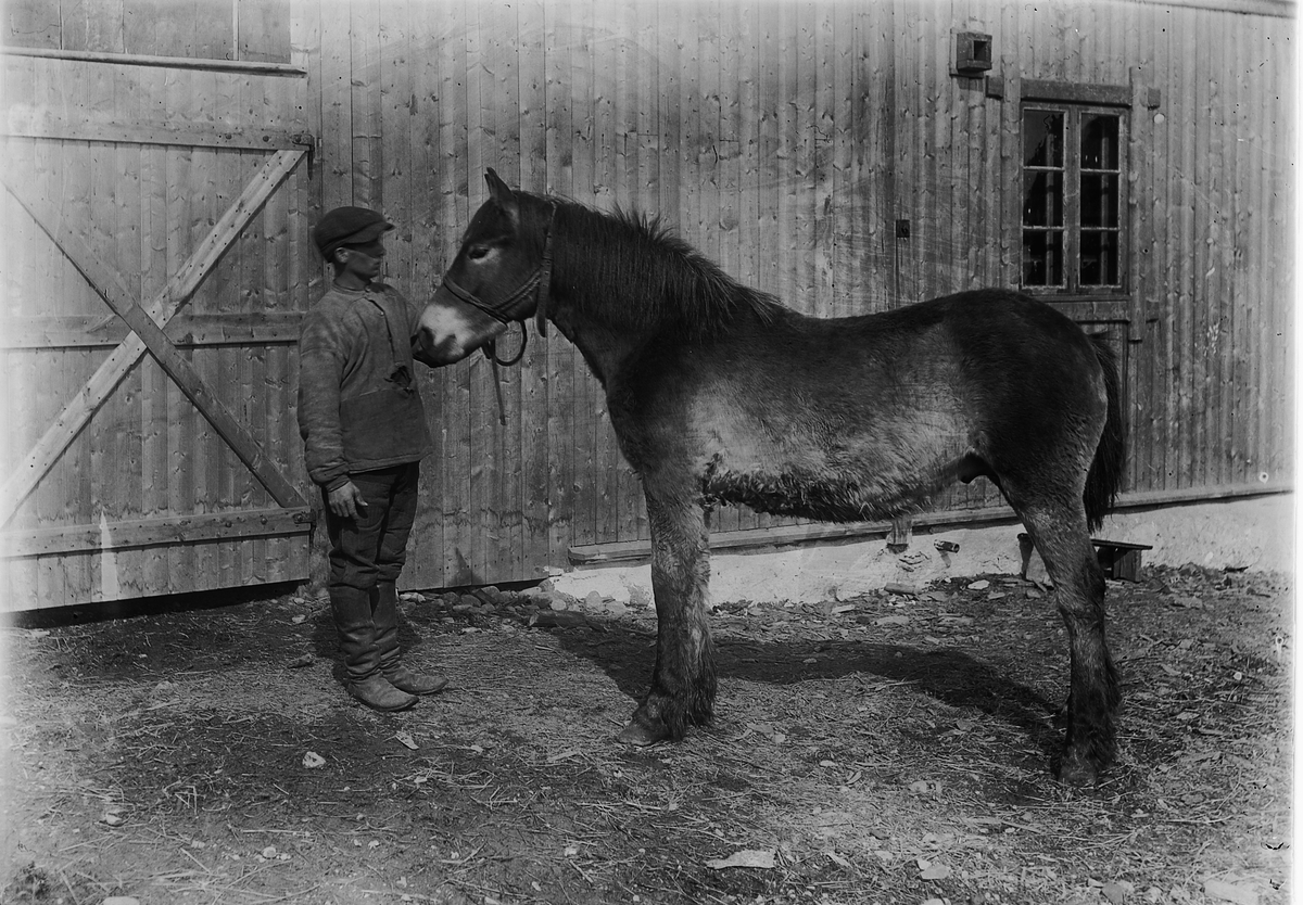 Ringsaker, Veldre Løken østre gård, ukjent stallkar med hest,