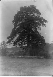 Ringsaker, Veldre, Løken østre, Løkendalen, Tokstadfurua,