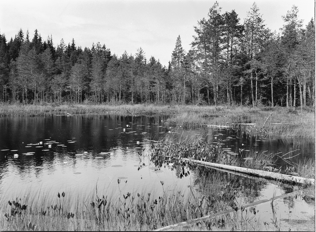 Et tjern i skogen. Svart-tjernet?
