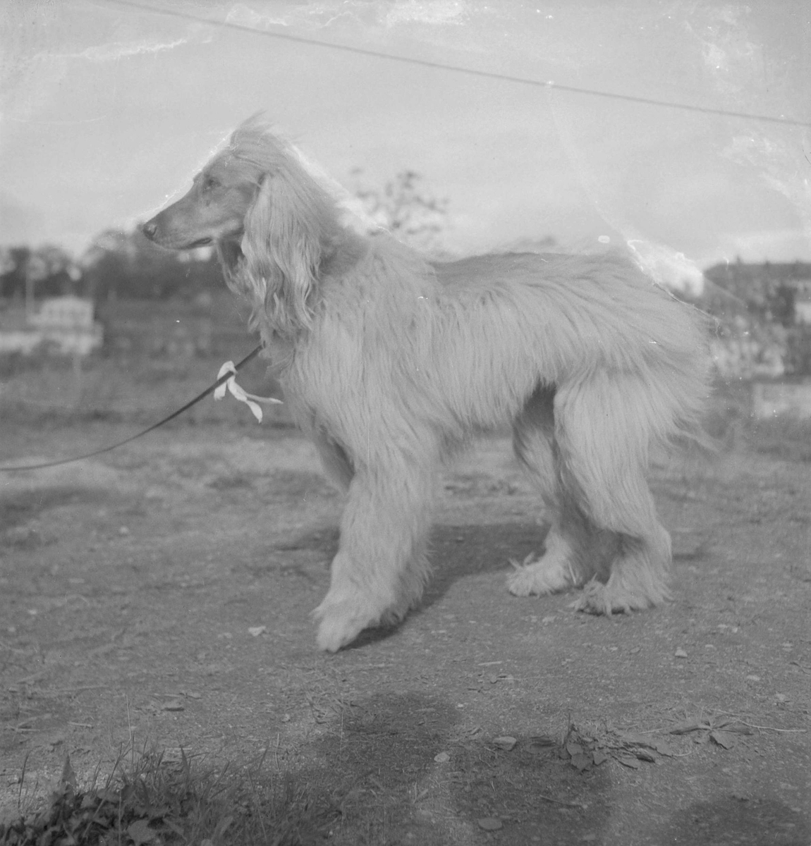 Inger Thams Afghaner Kobah Khan på hundeutstilling