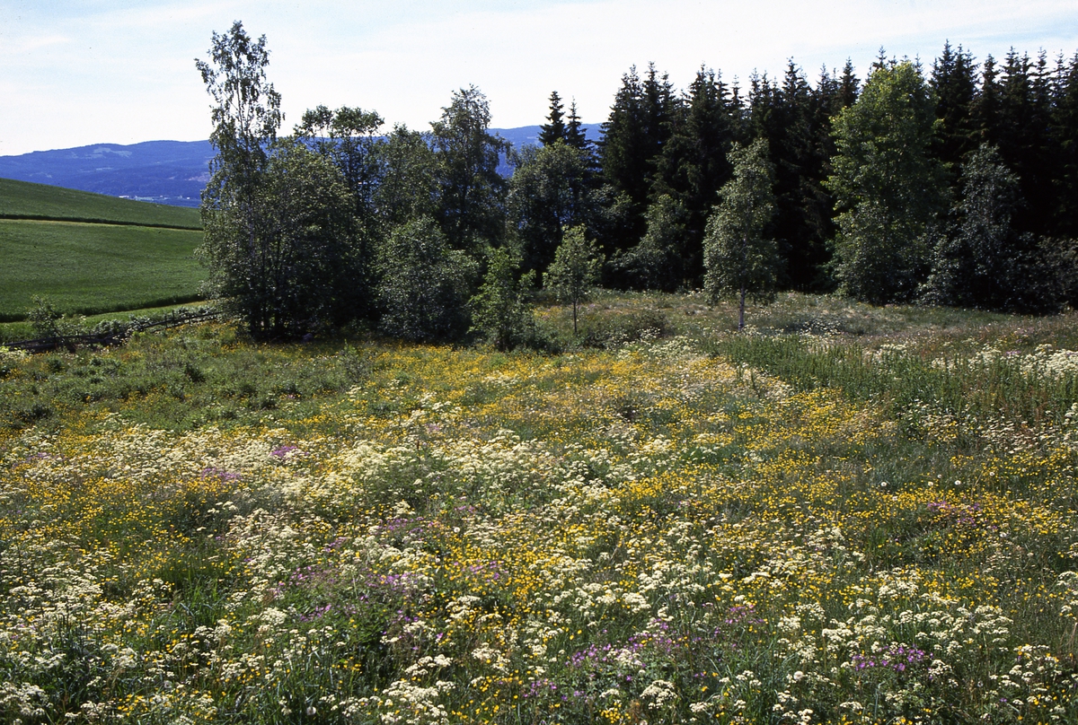 Ringsakerlandskap. Blomstereng. 