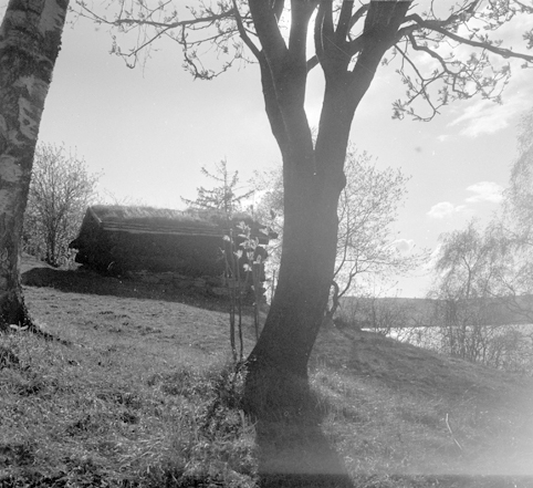 HEDMARKSMUSEET, DOMKIRKEODDEN, KOIE FRA NORD-ØSTERDAL, BRANT NED I 1989. FOTO FRA 18. 05. 1954. 