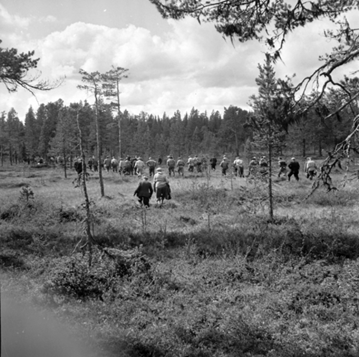Skogbefaring i Vang 11/8-1956.