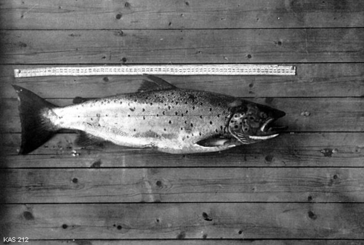 Fisk, ørret