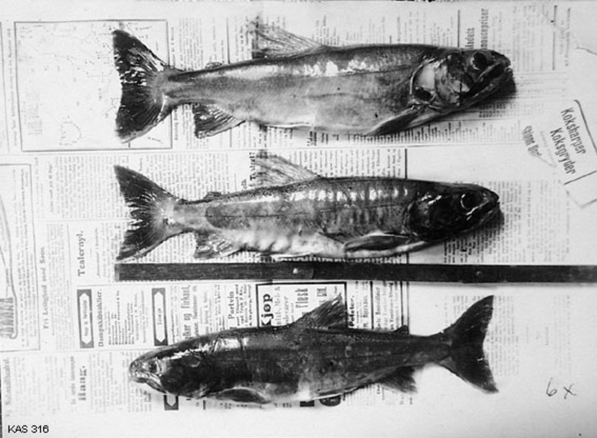 Fisk, røye, dypvannsrøye -Anno Norsk skogmuseum / DigitaltMuseum